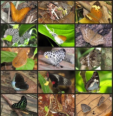 15 tipos de mariposas nativas de Kalimantan (Borneo).