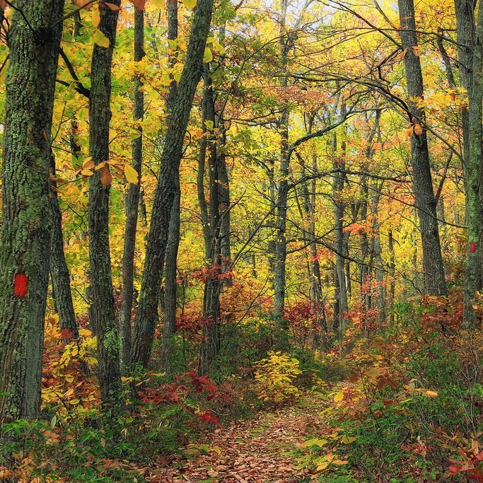 A narrow path covered in leaves passes through a forest.