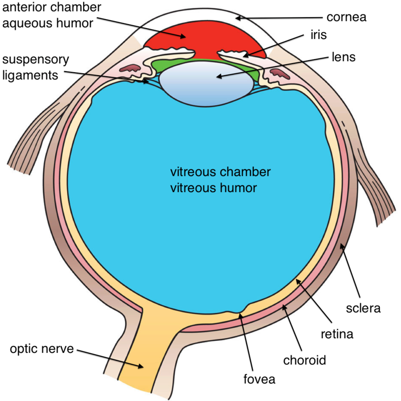 Diagram of the human eye.