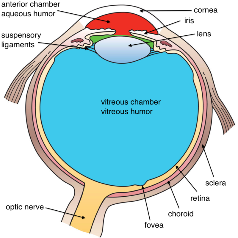 [DIAGRAM] Eye Fovea Diagram Label - MYDIAGRAM.ONLINE