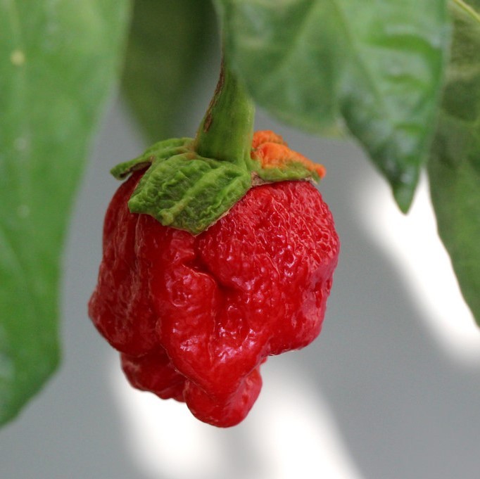 Un pimiento fantasma rojo brillante cuelga de un arbusto de pimiento.