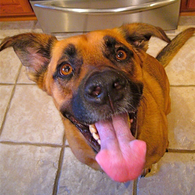 Un perro levanta la vista desde el piso de la cocina con ojos expectantes y su lengua colgando.