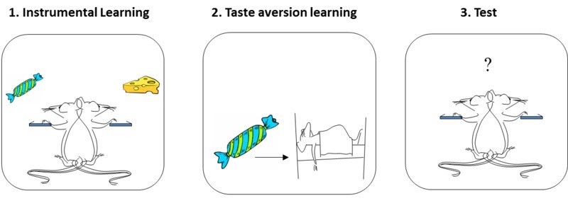 Classical conditioning and instrumental conditioning theory are examples of ________.