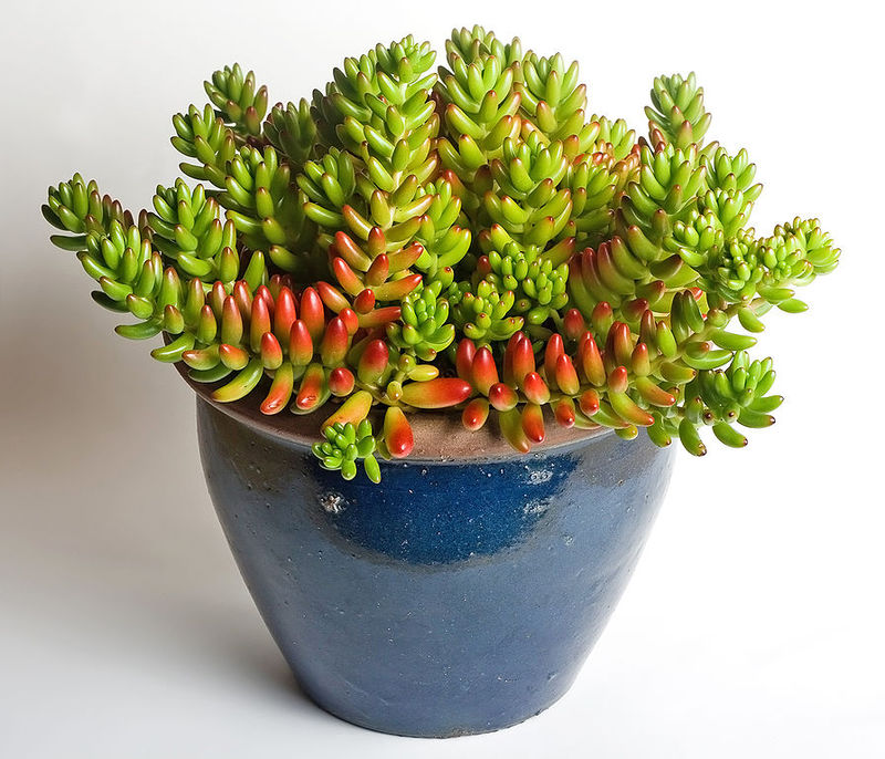 A common houseplant, the jelly bean plant. A common houseplant, the jelly bean plant.