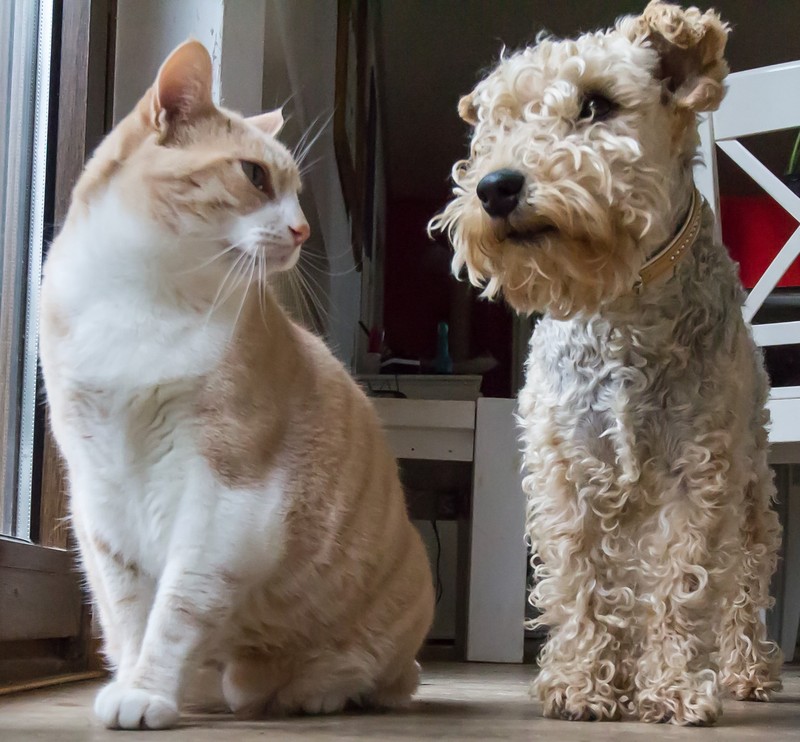 Un perro y un gato se sientan uno al lado del otro.