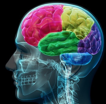 Model of the human brain with different lobes represented in different colors.