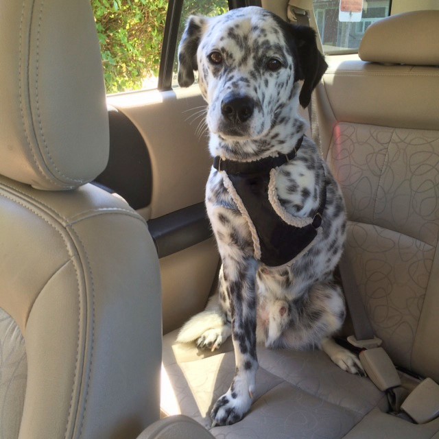 A dog that is missing one of it's front legs sits in the backseat of a car.