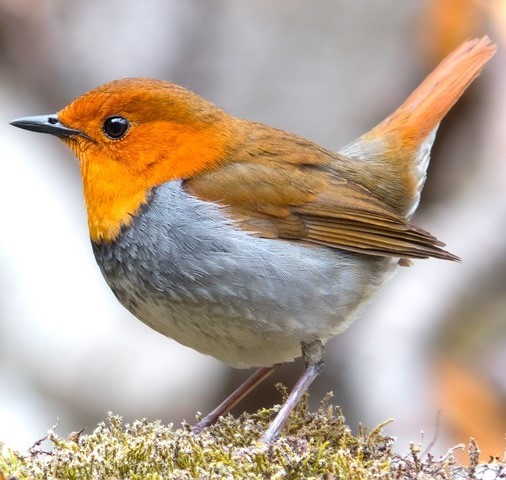 A Japanese Robin