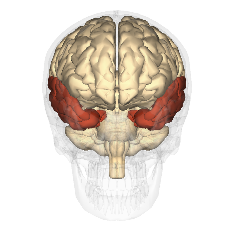 Modelo del cerebro humano con lóbulos temporales resaltados.