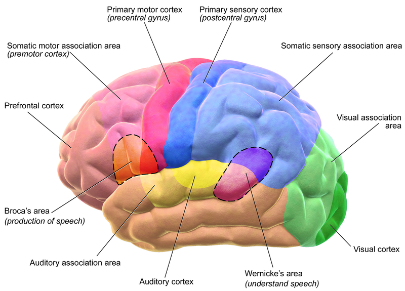 Regiones Motrices y Sensoriales de la Corteza Cerebral.