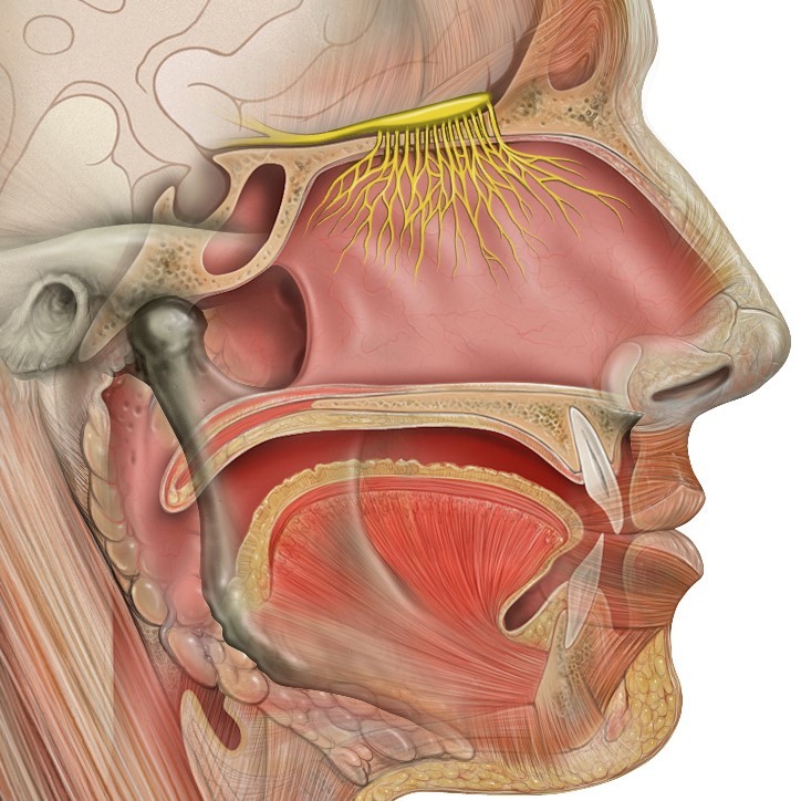 Head anatomy with olfactory nerve