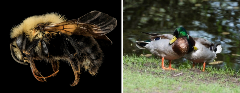 Un abejorro intersexual de dos manchas y dos patos ánade real.