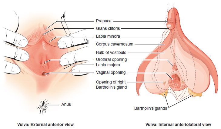 Diagrama que muestra la vista anterior externa e interna anteriolateral de la vulva.