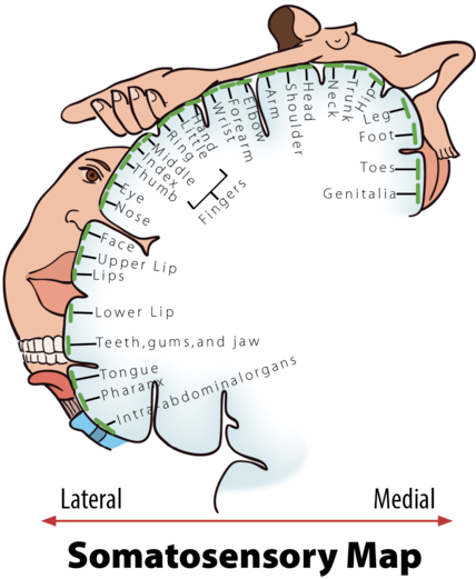 Erogenous Zones Chart Women