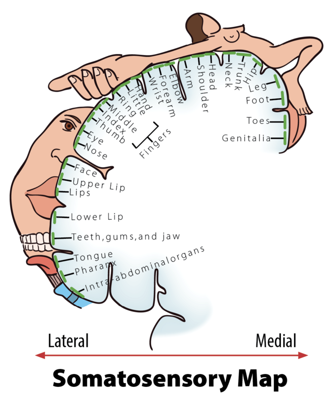 what is the relationship between sensation and perception