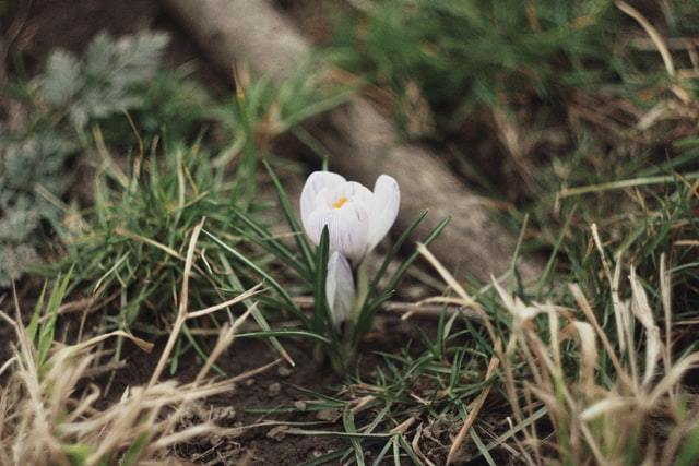 An image of a white crocus flower springing forth out of the ground