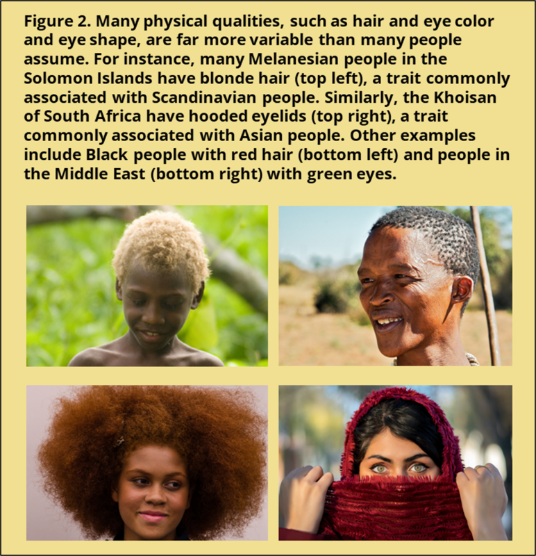 Figure two shows 4 distinct photos of people. These images illustrate the ways that people can differ from our stereotypes of physical features associated with racial categories. The upper left image is of young boy from the Solomon Islands with brown skin but blonde hair. The upper right image depicts a Khoisan man from South Africa. Although he has “typical” African features, he has hooded eyelids that are usually associated with ethnic groups from Asia. The lower left image depicts a black woman with long red hair and the lower right image shows a Middle Eastern woman with a scarf wrapped around her head but her light green eyes showing. The text above the figure reads: "Many physical qualities, such as hair and eye color and eye shape, are far more variable than many people assume. For instance, many Melanesian people in the Solomon Islands have blonde hair (top left), a trait commonly associated with Scandinavian people. Similarly, the Khoisan of South Africa have hooded eyelids (top right), a trait commonly associated with Asian people. Other examples include Black people with red hair (bottom left) and people in the Middle East (bottom right) with green eyes."